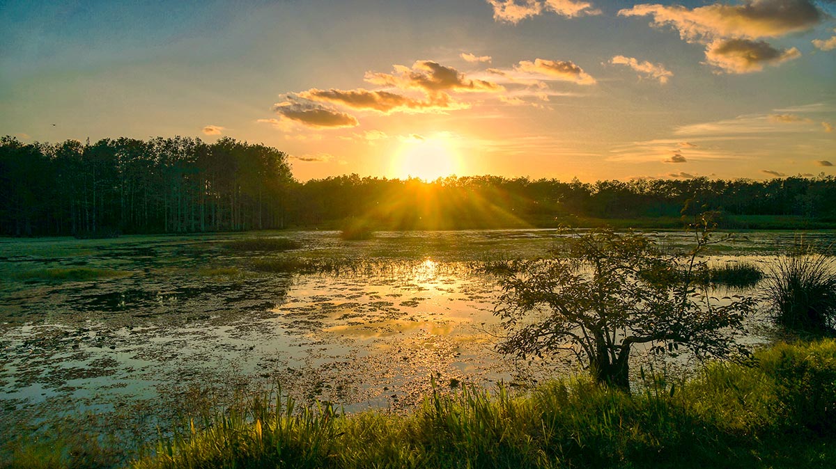 Louisiana Bayou